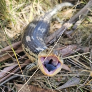 Tiliqua nigrolutea at Captains Flat, NSW - 1 Oct 2023