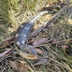 Tiliqua nigrolutea at Captains Flat, NSW - 1 Oct 2023