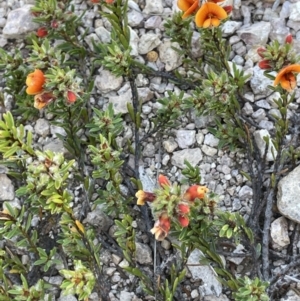 Pultenaea subspicata at Bendoura, NSW - 30 Sep 2023 01:42 PM