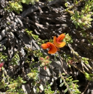 Pultenaea subspicata at Bendoura, NSW - 30 Sep 2023 01:42 PM