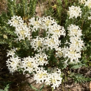 Pimelea linifolia subsp. caesia at Ainslie, ACT - 1 Oct 2023