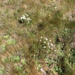 Pimelea linifolia subsp. caesia at Ainslie, ACT - 1 Oct 2023