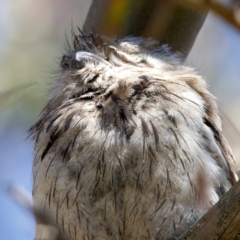 Podargus strigoides (Tawny Frogmouth) at Majura, ACT - 29 Sep 2023 by jb2602