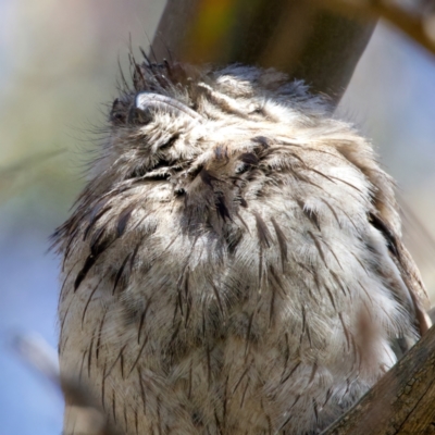 Podargus strigoides (Tawny Frogmouth) at Mount Ainslie - 29 Sep 2023 by jb2602