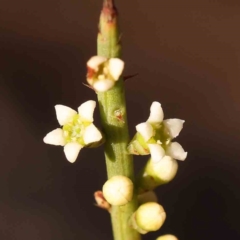 Choretrum pauciflorum (Dwarf Sour Bush) at Bruce, ACT - 30 Sep 2023 by ConBoekel