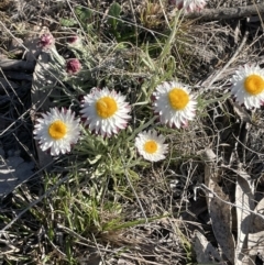 Leucochrysum albicans subsp. tricolor (Hoary Sunray) at Bendoura, NSW - 30 Sep 2023 by JaneR