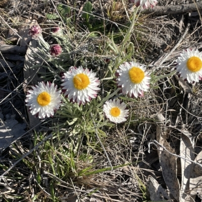 Leucochrysum albicans subsp. tricolor (Hoary Sunray) at Bendoura, NSW - 30 Sep 2023 by JaneR