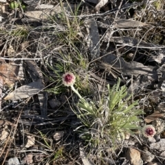 Leucochrysum albicans subsp. tricolor at Bendoura, NSW - 30 Sep 2023