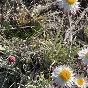 Leucochrysum albicans subsp. tricolor at Bendoura, NSW - 30 Sep 2023 04:00 PM