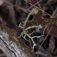 Usnea sp. (genus) (Bearded lichen) at Bruce Ridge to Gossan Hill - 30 Sep 2023 by ConBoekel