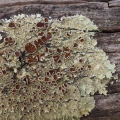 Flavoparmelia sp. (Flavoparmelia Lichen) at Bruce Ridge to Gossan Hill - 30 Sep 2023 by ConBoekel