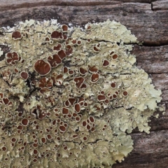 Flavoparmelia sp. (Flavoparmelia Lichen) at Bruce, ACT - 30 Sep 2023 by ConBoekel