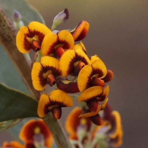 Daviesia mimosoides subsp. mimosoides at Bruce, ACT - 1 Oct 2023