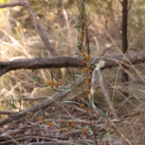 Daviesia mimosoides subsp. mimosoides at Bruce, ACT - 1 Oct 2023