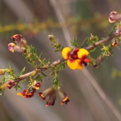 Dillwynia phylicoides (A Parrot-pea) at Bruce, ACT - 30 Sep 2023 by ConBoekel