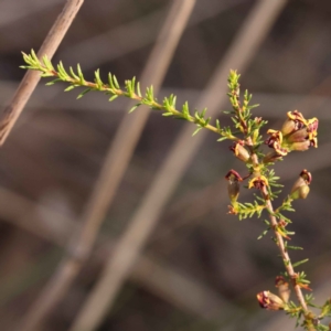 Dillwynia phylicoides at Bruce, ACT - 1 Oct 2023 09:03 AM