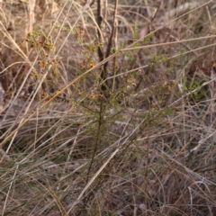 Dillwynia phylicoides at Bruce, ACT - 1 Oct 2023 09:03 AM