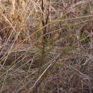 Dillwynia phylicoides at Bruce, ACT - 1 Oct 2023 09:03 AM