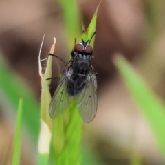 Helina sp. (genus) (Muscid fly) at Wodonga, VIC - 30 Sep 2023 by KylieWaldon