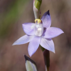 Thelymitra sp. (pauciflora complex) (Sun Orchid) at Canberra Central, ACT - 29 Sep 2023 by DPRees125