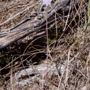 Thelymitra sp. (pauciflora complex) at Canberra Central, ACT - 29 Sep 2023