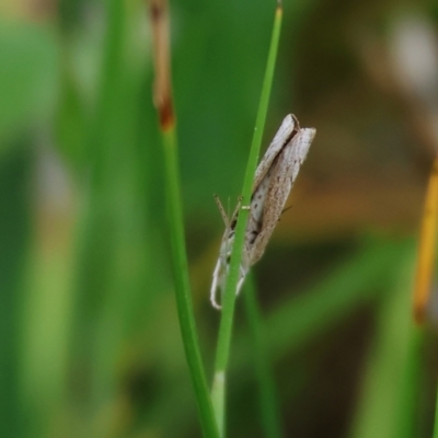 Unidentified Moth (Lepidoptera) at Wodonga, VIC - 30 Sep 2023 by KylieWaldon