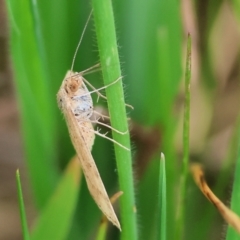 Unidentified Moth (Lepidoptera) at Wodonga, VIC - 30 Sep 2023 by KylieWaldon