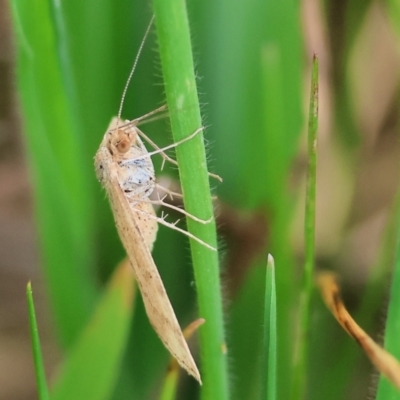 Unidentified Moth (Lepidoptera) at Wodonga, VIC - 30 Sep 2023 by KylieWaldon