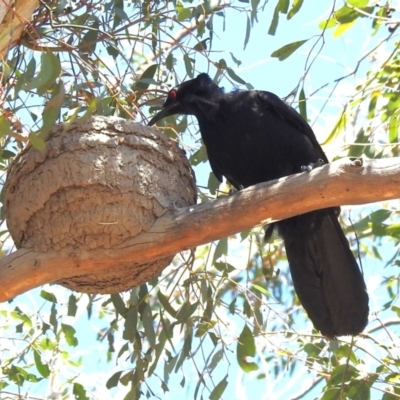 Corcorax melanorhamphos (White-winged Chough) at Tharwa, ACT - 1 Oct 2023 by JohnBundock