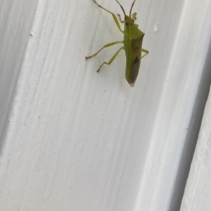 Amblypelta nitida at Aranda, ACT - 1 Oct 2023