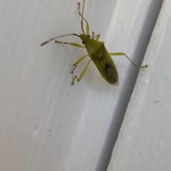 Amblypelta nitida at Aranda, ACT - 1 Oct 2023