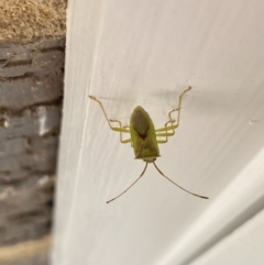 Amblypelta nitida at Aranda, ACT - 1 Oct 2023