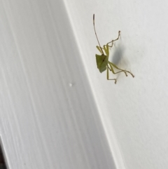 Amblypelta nitida at Aranda, ACT - 1 Oct 2023