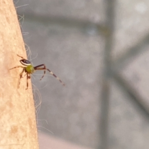 Australomisidia pilula at Aranda, ACT - 1 Oct 2023