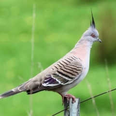 Ocyphaps lophotes (Crested Pigeon) at Wodonga, VIC - 30 Sep 2023 by KylieWaldon