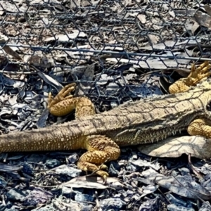 Pogona barbata at Bonner, ACT - suppressed