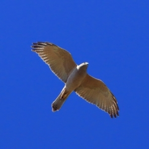 Accipiter fasciatus at Belconnen, ACT - 1 Oct 2023