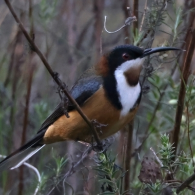 Acanthorhynchus tenuirostris (Eastern Spinebill) at Mount Ainslie - 28 Sep 2023 by jb2602