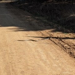 Pseudonaja textilis (Eastern Brown Snake) at Molonglo Valley, ACT - 1 Oct 2023 by Rebeccajgee