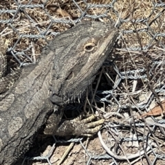 Pogona barbata (Eastern Bearded Dragon) at Gungahlin, ACT - 23 Sep 2023 by jojobrown