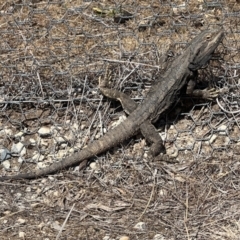 Pogona barbata at Gungahlin, ACT - suppressed