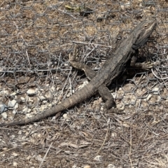 Pogona barbata at Gungahlin, ACT - 23 Sep 2023