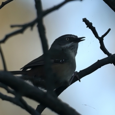 Sericornis frontalis (White-browed Scrubwren) at Mount Ainslie - 28 Sep 2023 by jb2602
