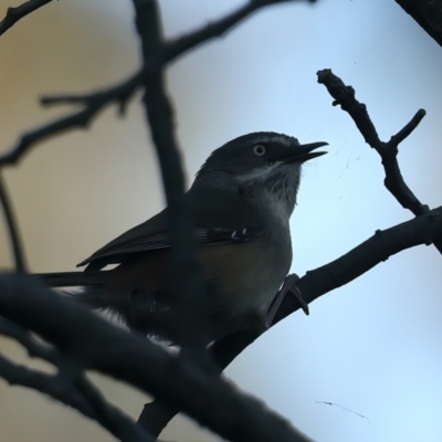 Sericornis frontalis (White-browed Scrubwren) at Majura, ACT - 28 Sep 2023 by jb2602