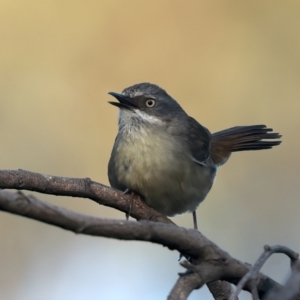 Sericornis frontalis at Majura, ACT - 28 Sep 2023