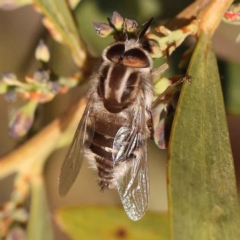 Trichophthalma laetilinea (Tangled Vein Fly) at Bruce, ACT - 30 Sep 2023 by ConBoekel