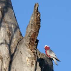 Eolophus roseicapilla at Majura, ACT - 28 Sep 2023