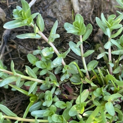 Lythrum hyssopifolia (Small Loosestrife) at Braidwood, NSW - 30 Sep 2023 by JaneR