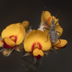 Coranus sp. (genus) (Assassin bug) at ANBG - 29 Sep 2023 by Gallpix