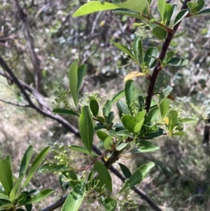 Pyracantha fortuneana at Majura, ACT - 1 Oct 2023 11:14 AM